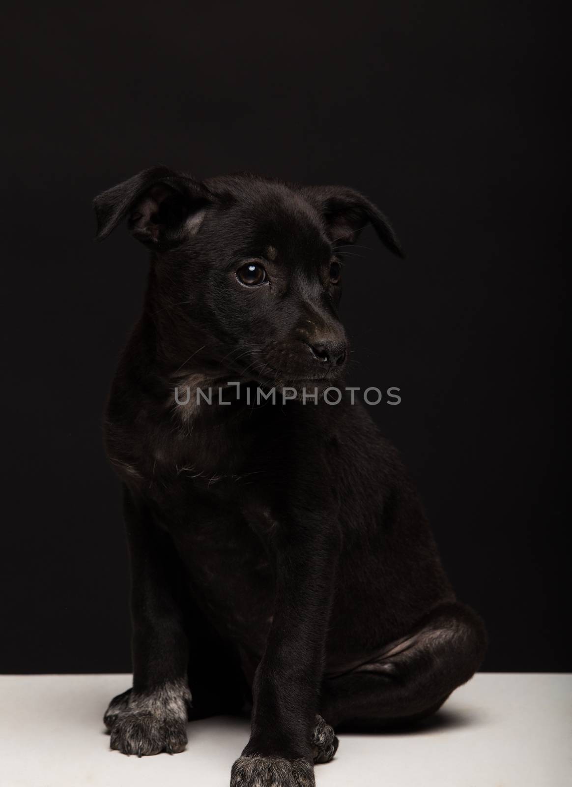 one mongrel dog puppy on a black background. studio shot