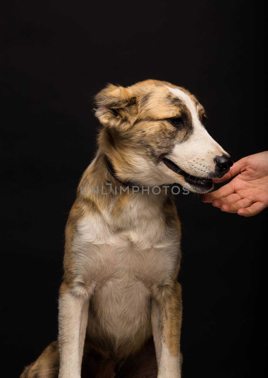 woman's hand reaches for the dog, on a black background, studio shot