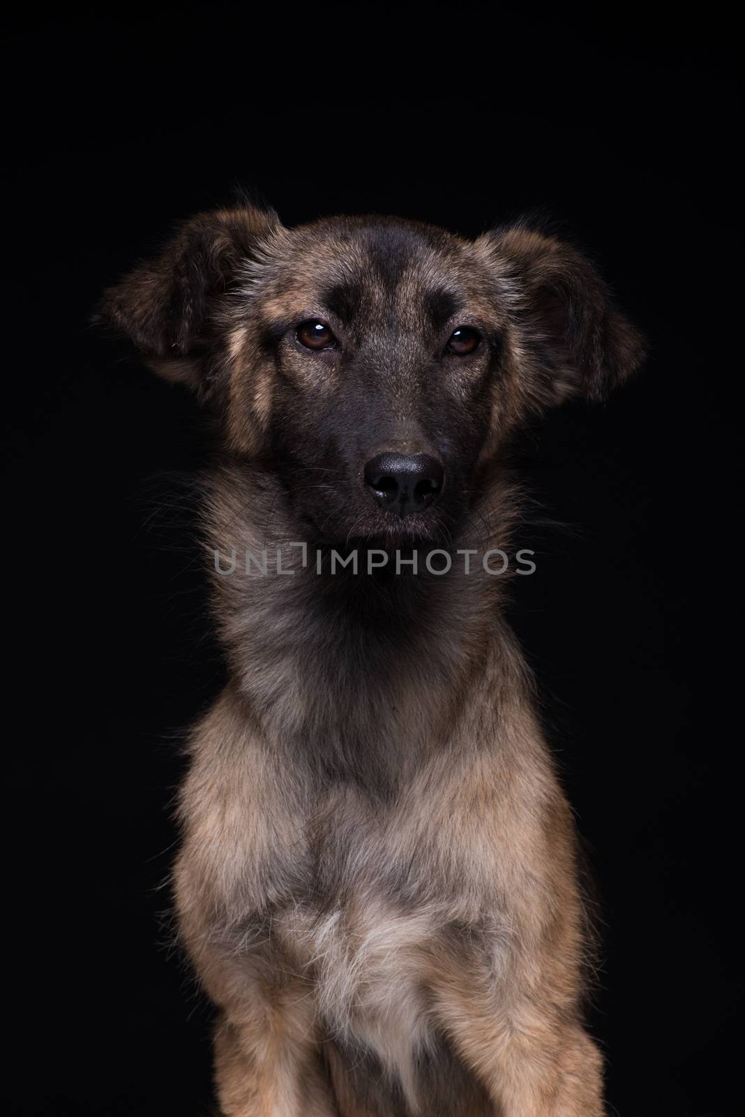 one mongrel dog on a black background. studio shot