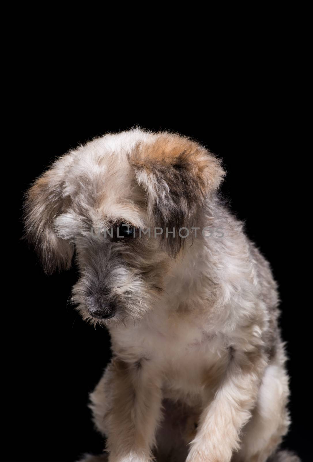 one mongrel dog puppy on a black background. studio shot