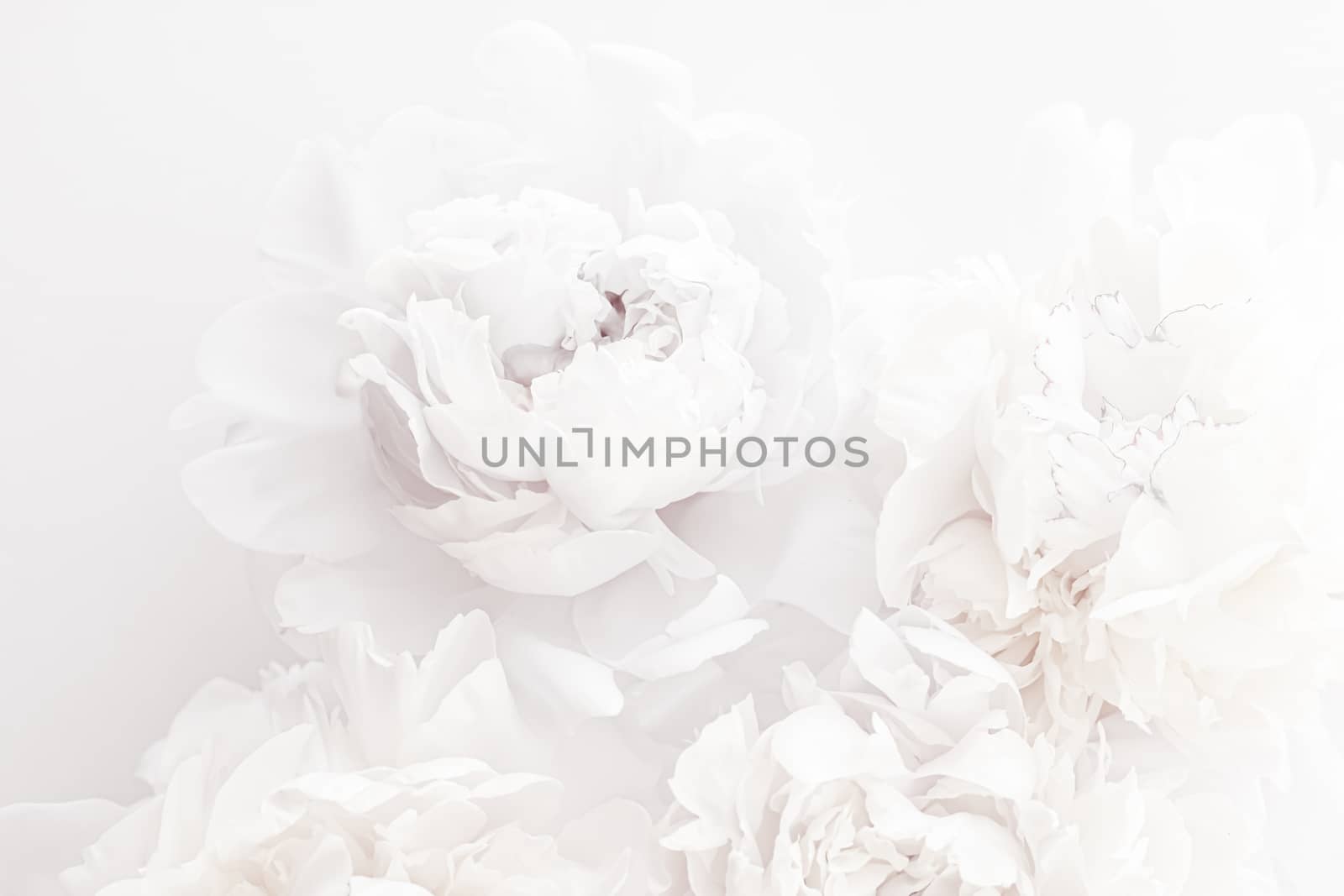 Pure white peony flowers as floral art background, wedding decor and luxury branding by Anneleven