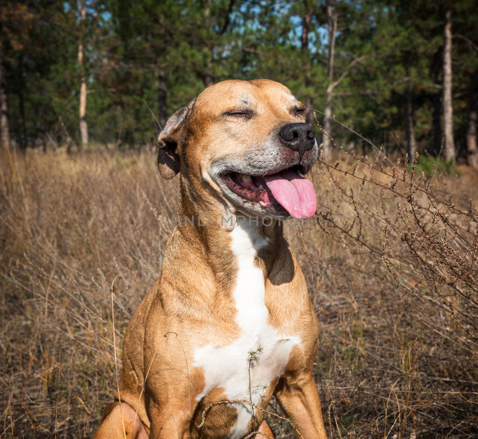 portrait American pit bulls  by ndanko