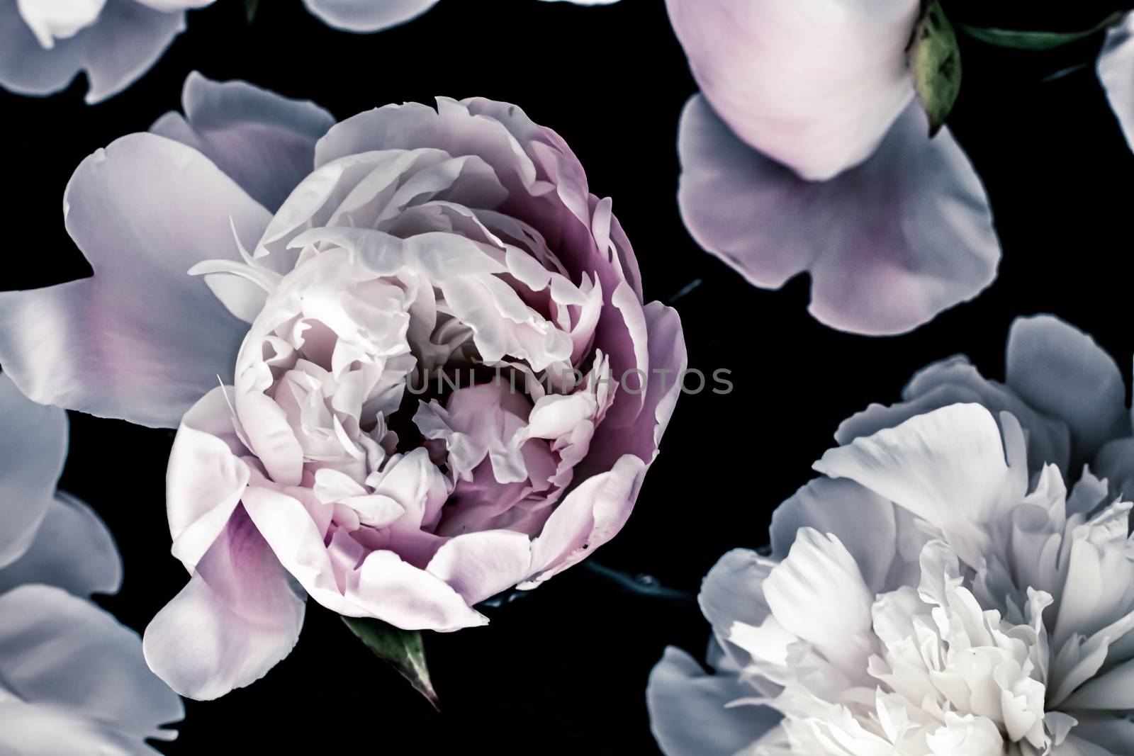 Pastel peony flowers as floral art background, botanical flatlay and luxury branding by Anneleven