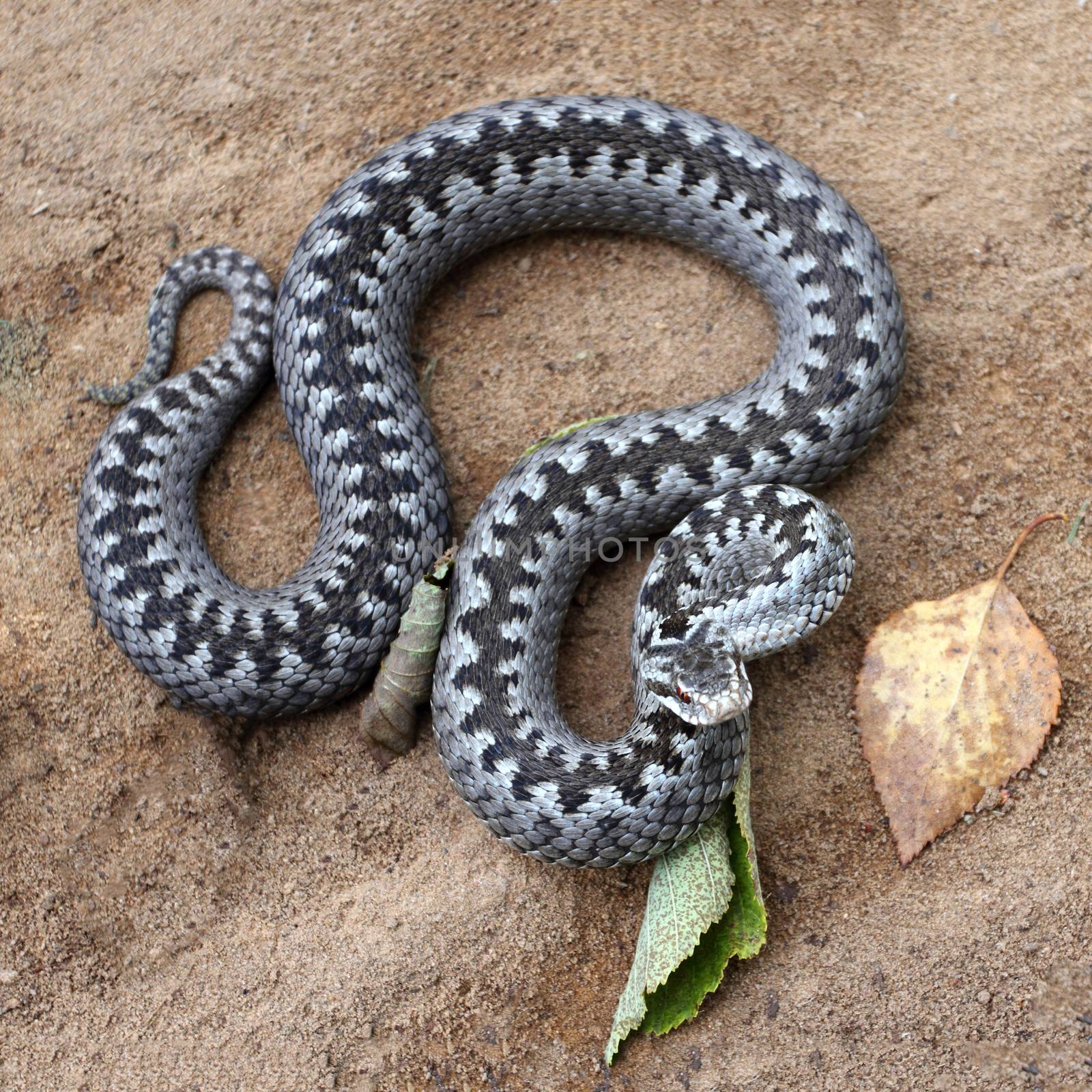 Grey viper or adder venomous snake in attacking or defencive pose rolled in knit on brown spring soil or ground pathway among old leaves, grass and branches