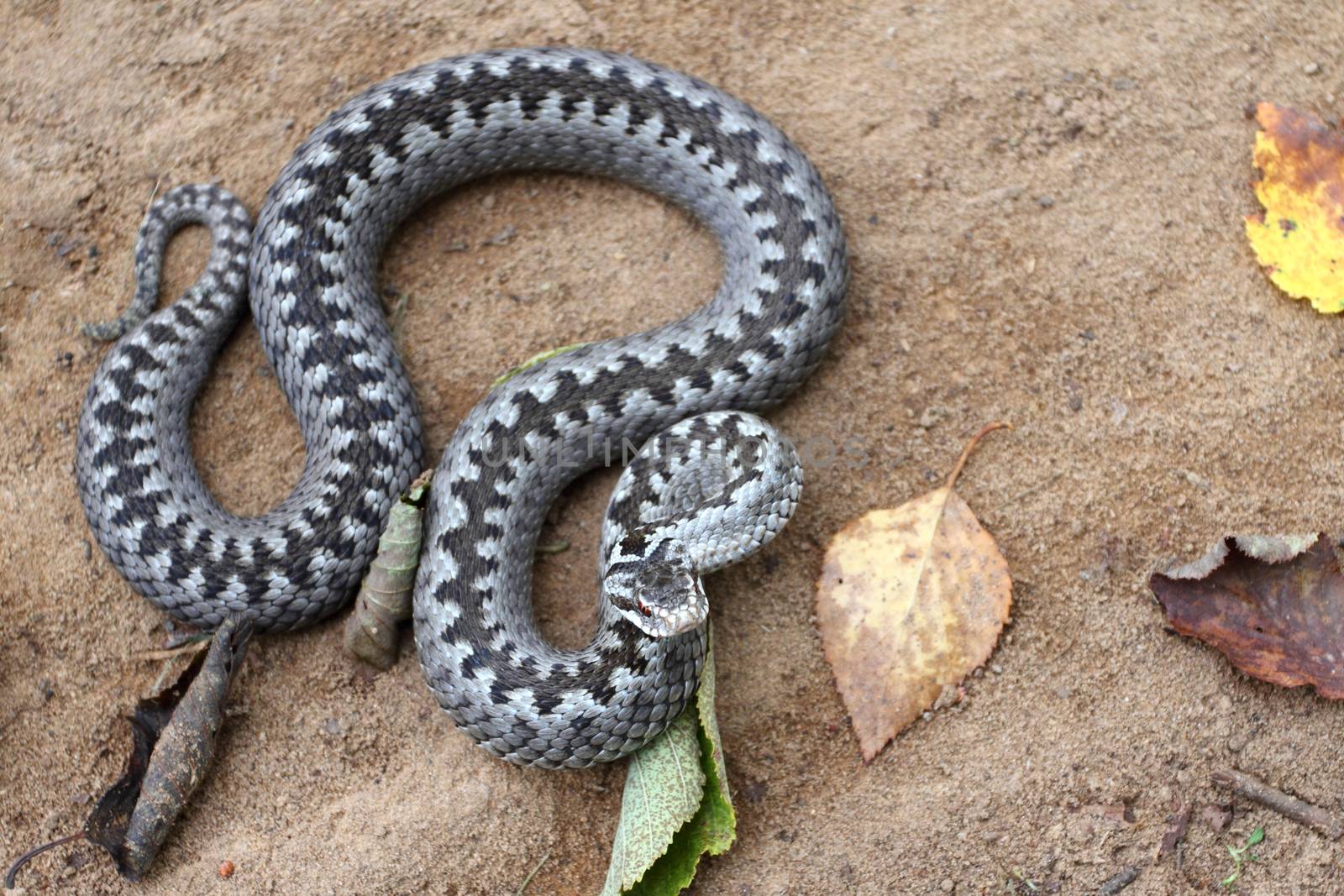 Grey viper or adder venomous snake in attacking or defencive pose rolled in knit on brown spring soil or ground pathway among old leaves, grass and branches