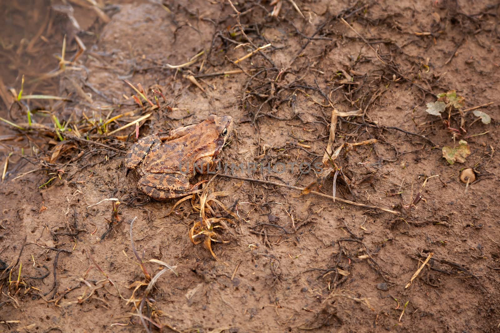 European brown toad floats in pond water