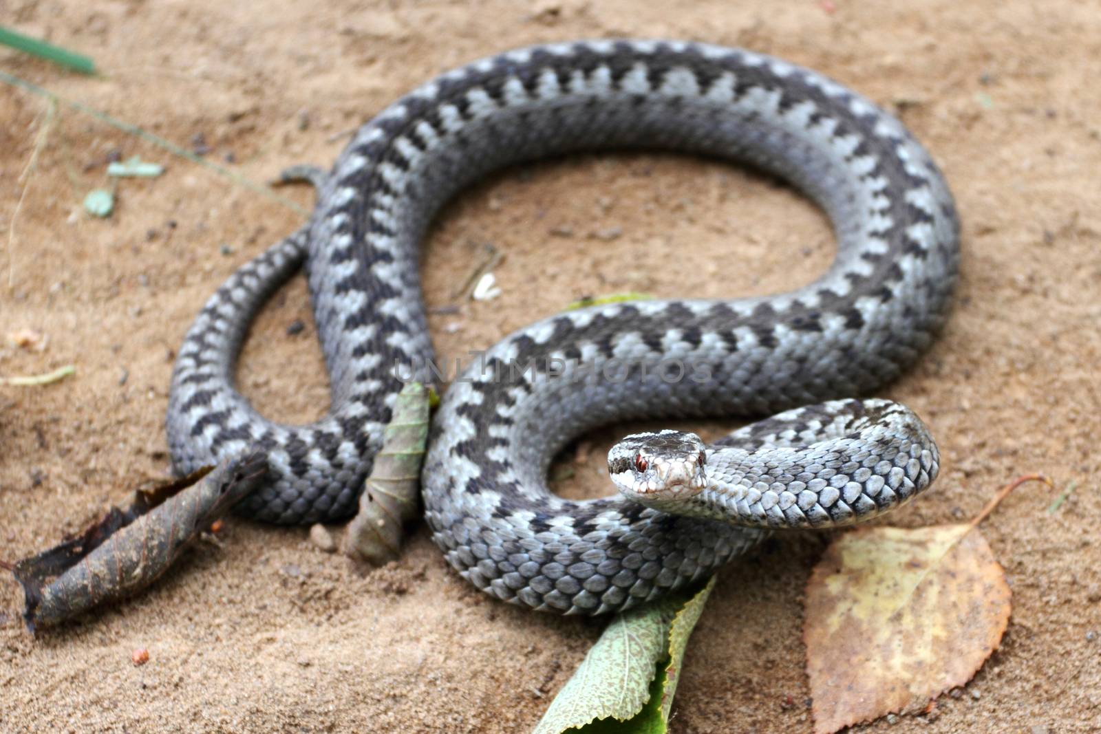 Grey viper or adder venomous snake in attacking or defencive pose rolled in knit on brown spring soil or ground pathway among old leaves, grass and branches