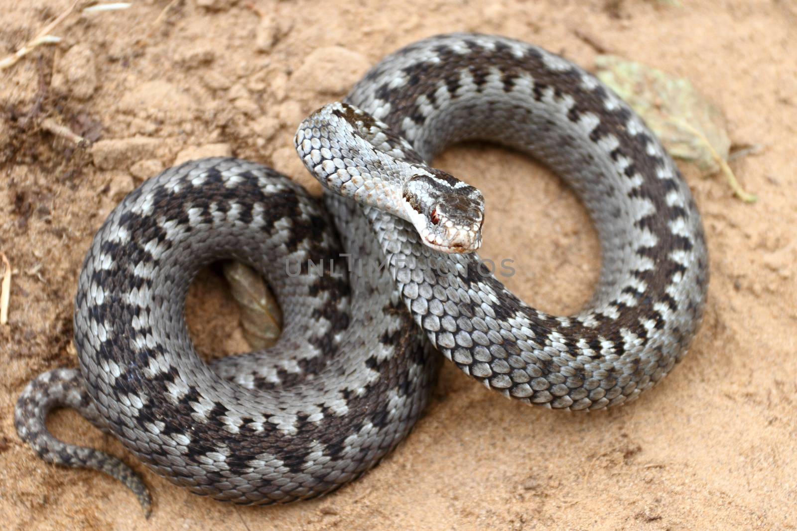 Grey viper or adder venomous snake in attacking or defencive pose rolled in knit on brown spring soil by sveter