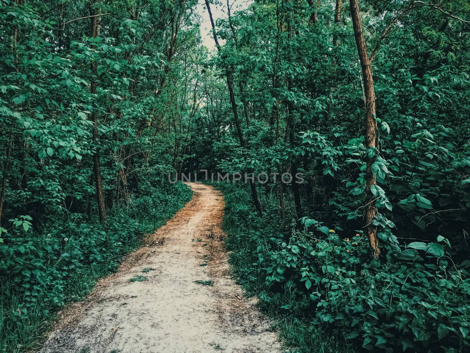 Mystery woods as wilderness landscape, amazing trees in green forest, nature and environment scenery