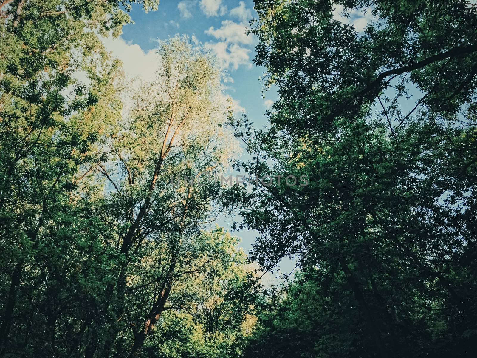 Mystery woods as wilderness landscape, amazing trees in green forest, nature and environment scenery