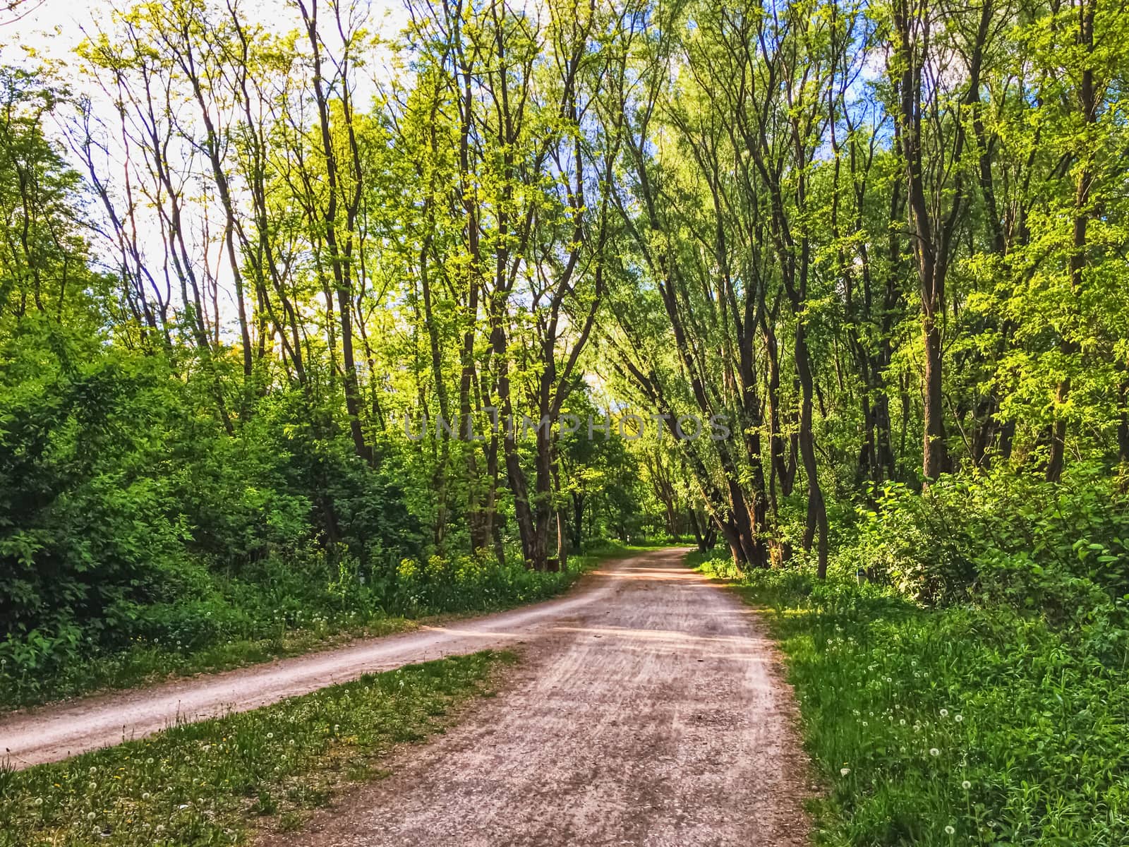 Countryside woods as rural landscape, amazing trees in green forest, nature and environment scenery