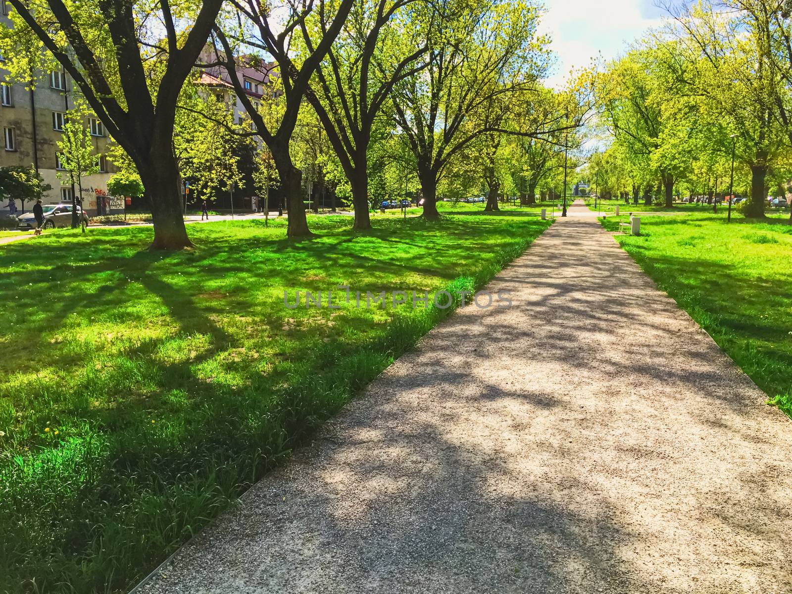 Sunny alley in the city park in spring, nature and outdoor landscape scenery