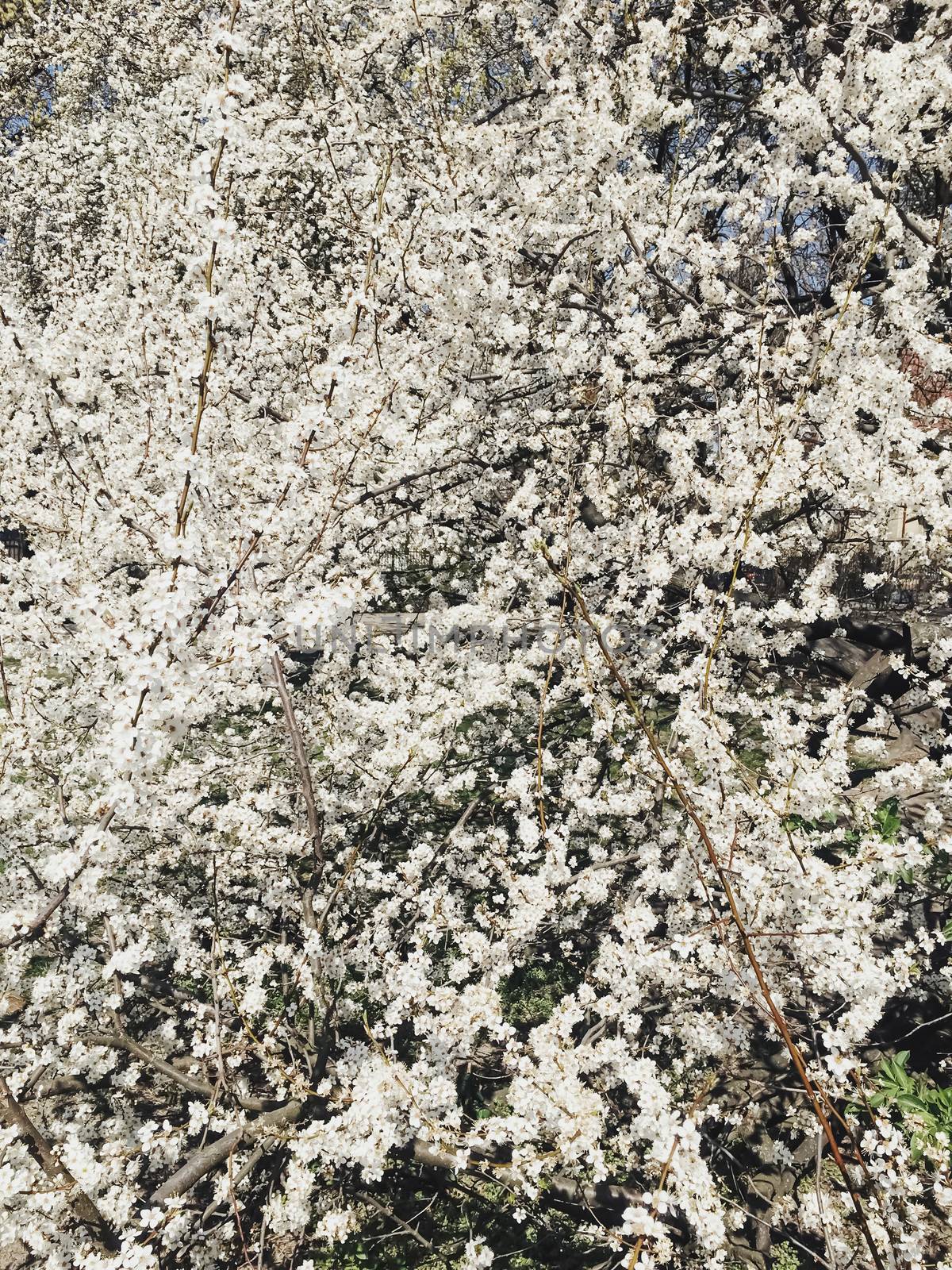 Blooming apple tree flowers in spring as floral background by Anneleven