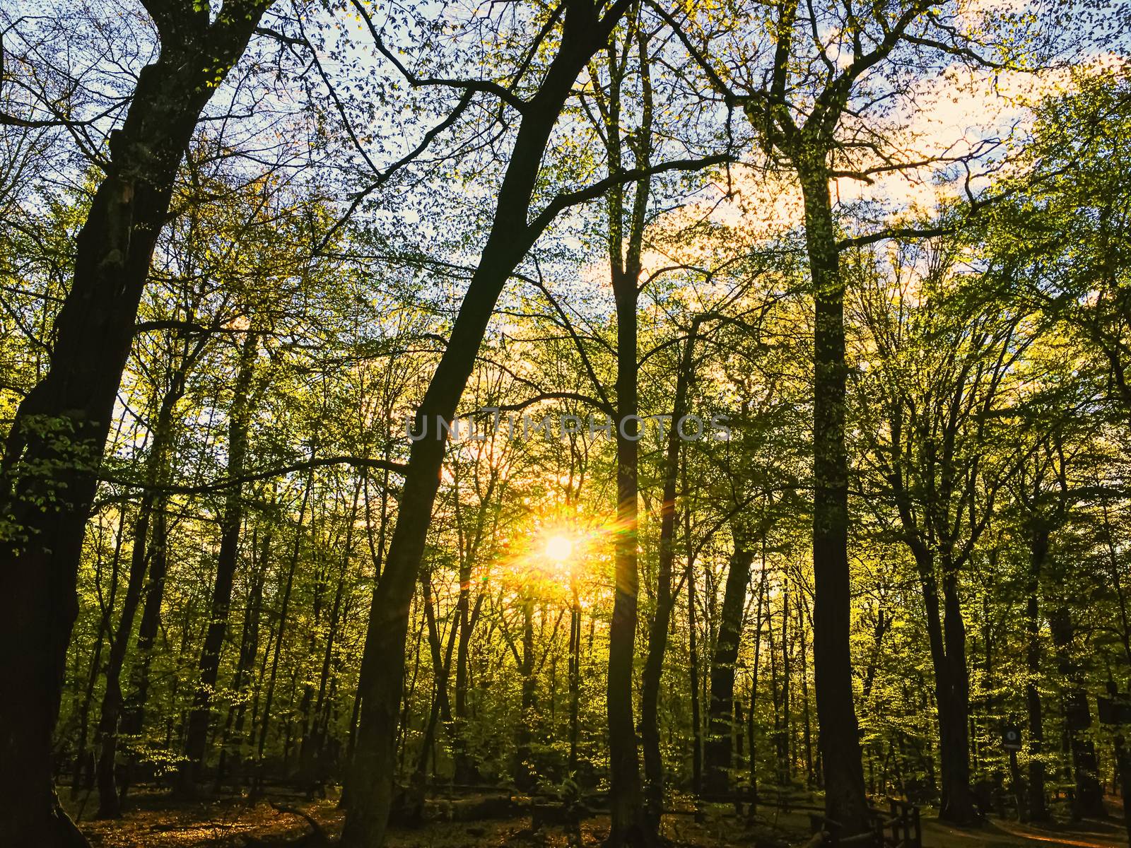 Spring forest landscape at sunset or sunrise, nature and environment