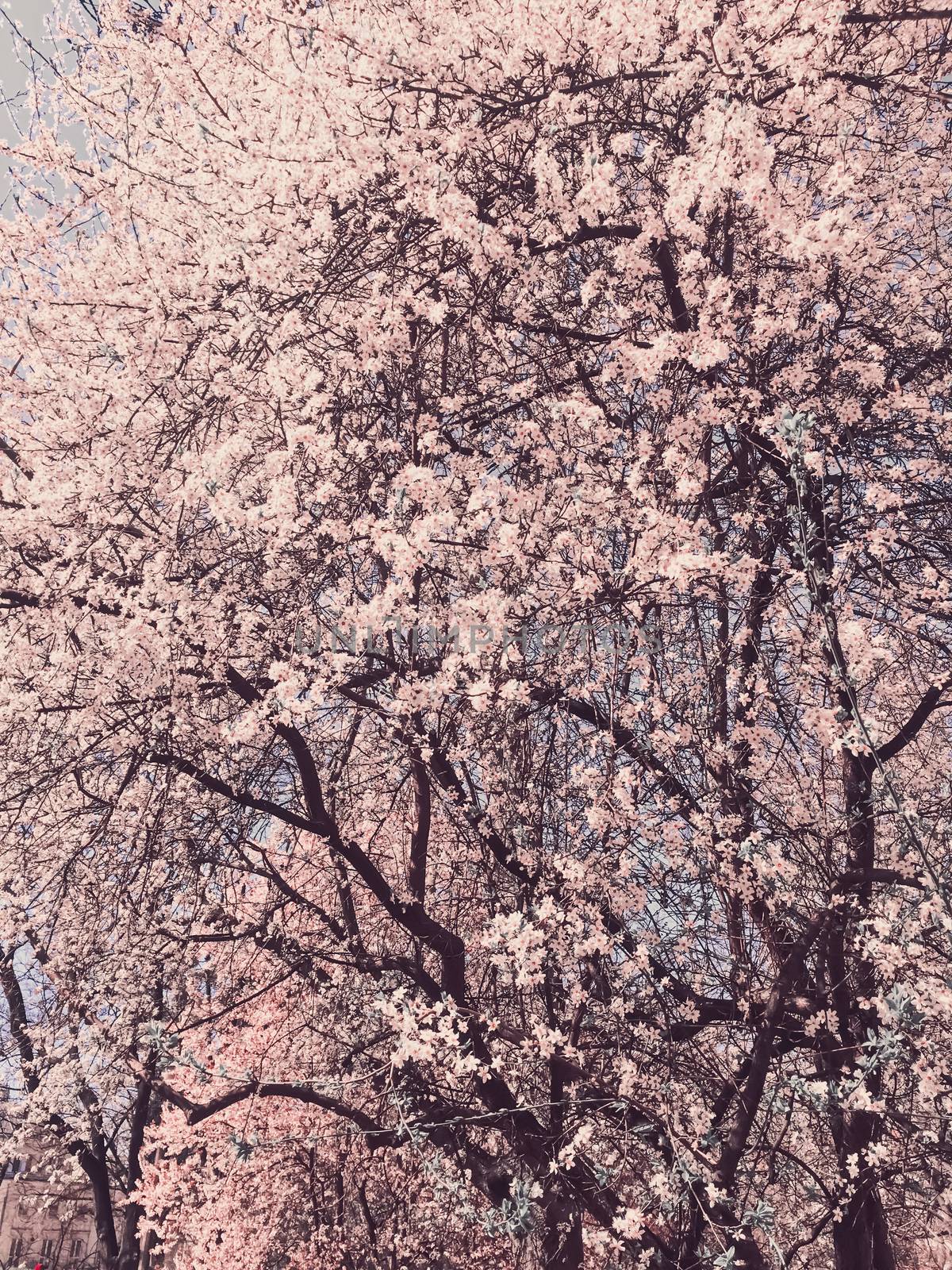 Blooming apple tree flowers in spring as floral background by Anneleven