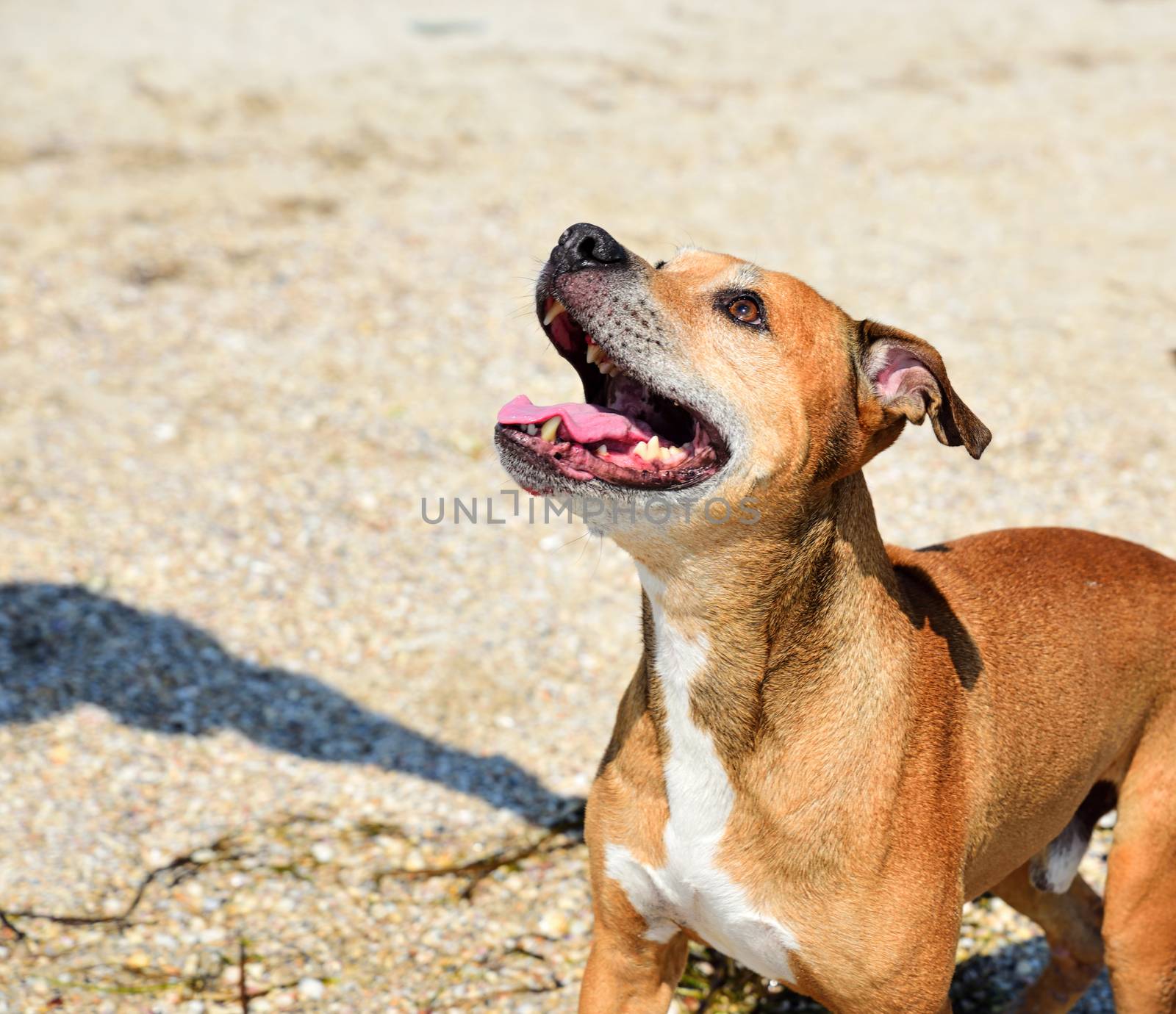 red-haired American pit bull  by ndanko