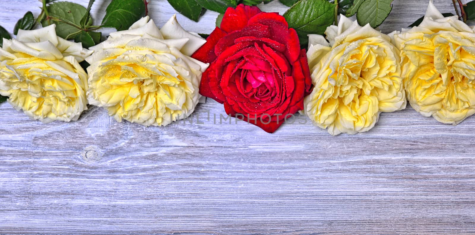 Flowering buds of roses on a white wooden background, empty space at the bottom