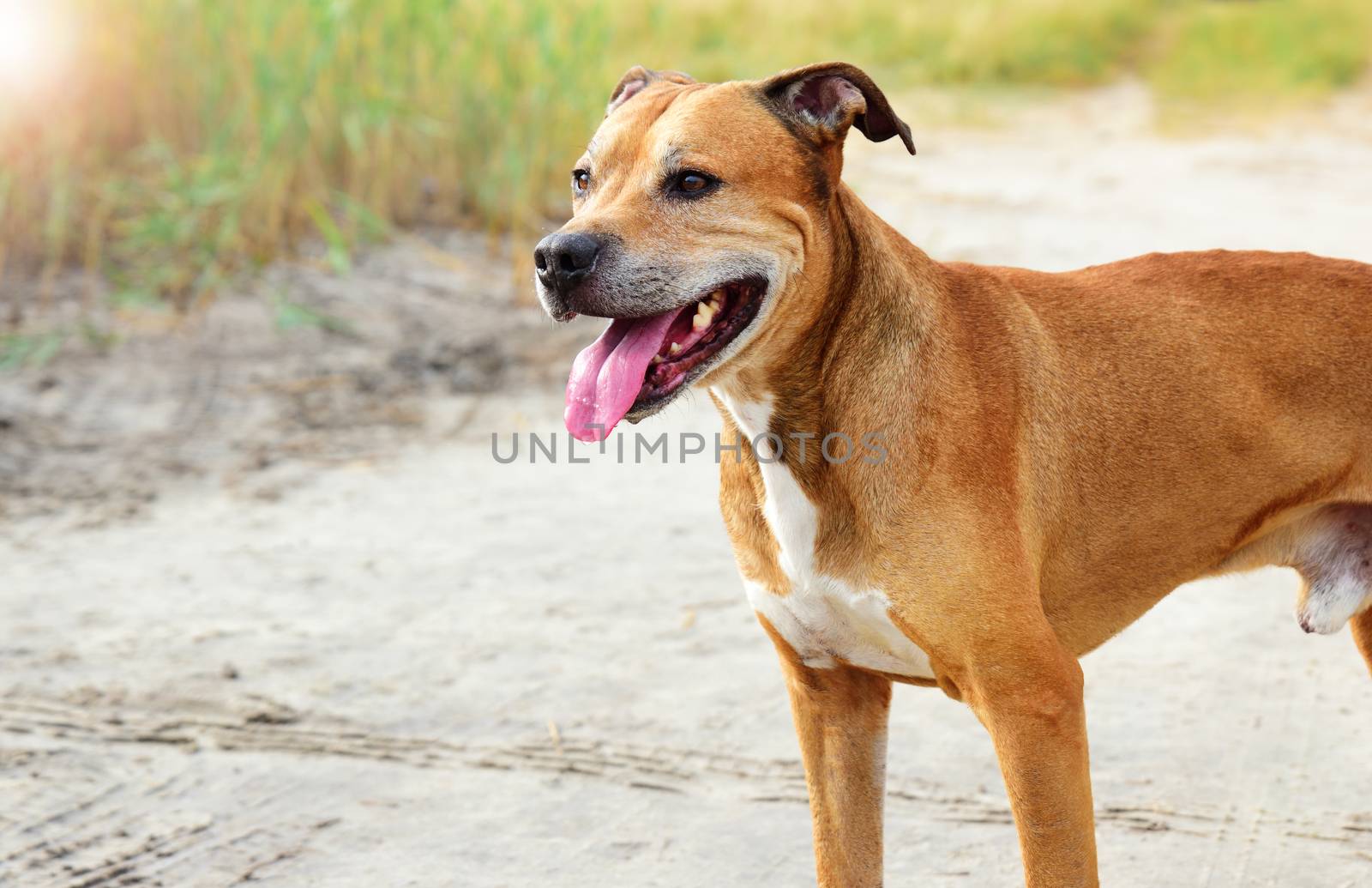 red-haired American pit bull outdoors by ndanko