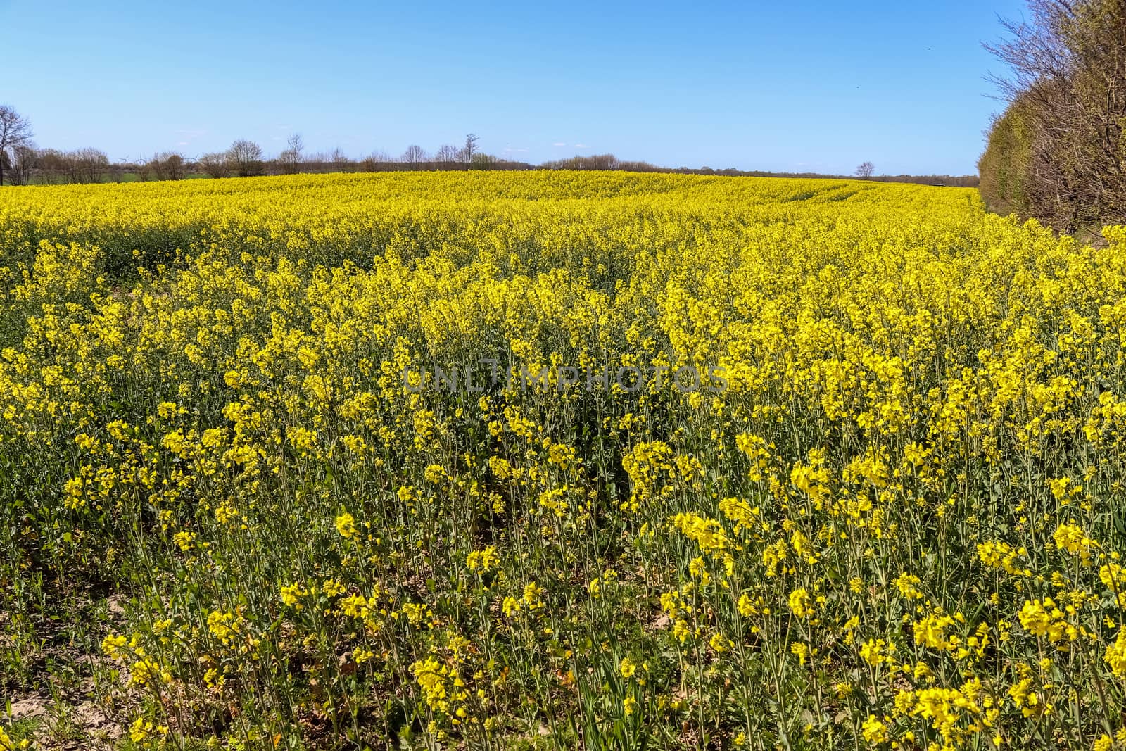 Yellow field of flowering rape and tree against a blue sky with clouds, natural landscape background with copy space, Germany Europe.