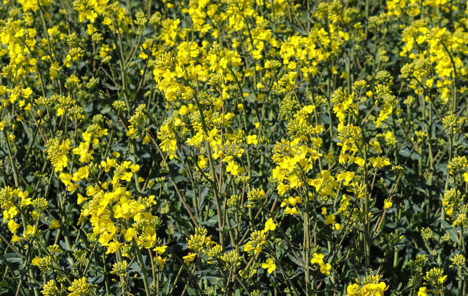 Yellow field of flowering rape and tree against a blue sky with clouds, natural landscape background with copy space, Germany Europe.