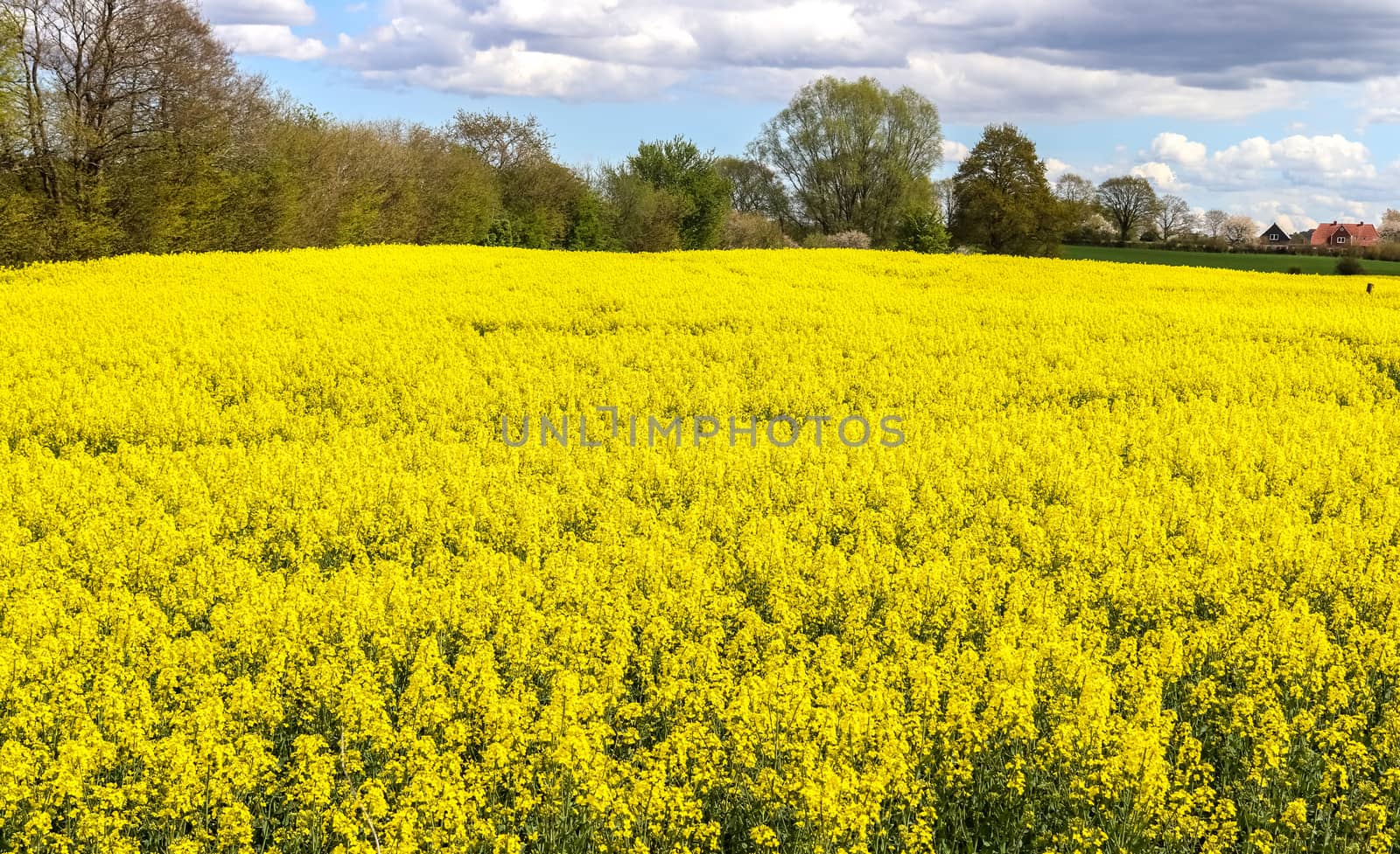 Yellow field of flowering rape and tree against a blue sky with clouds, natural landscape background with copy space, Germany Europe.