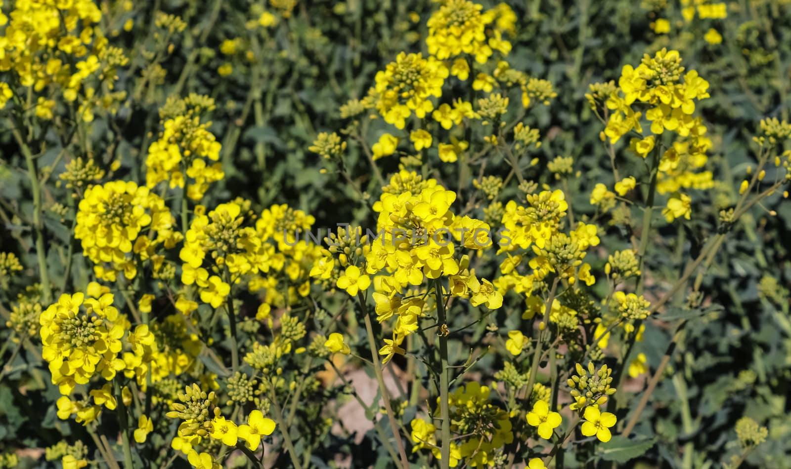 Yellow field of flowering rape and tree against a blue sky with clouds, natural landscape background with copy space, Germany Europe.