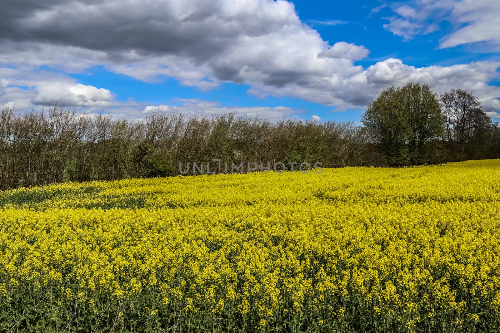 Yellow field of flowering rape and tree against a blue sky with clouds, natural landscape background with copy space, Germany Europe.