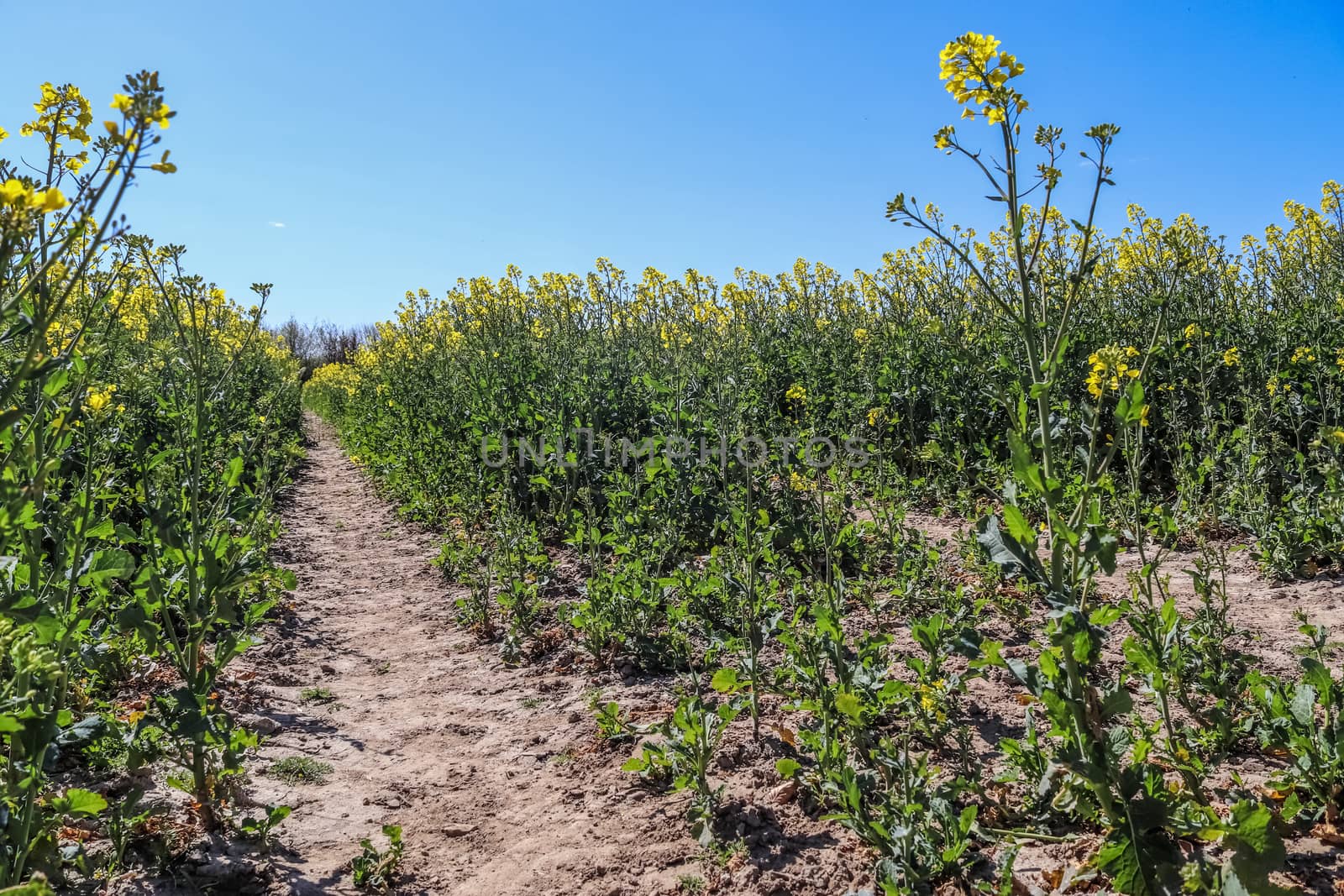 Yellow field of flowering rape and tree against a blue sky with clouds, natural landscape background with copy space, Germany Europe.