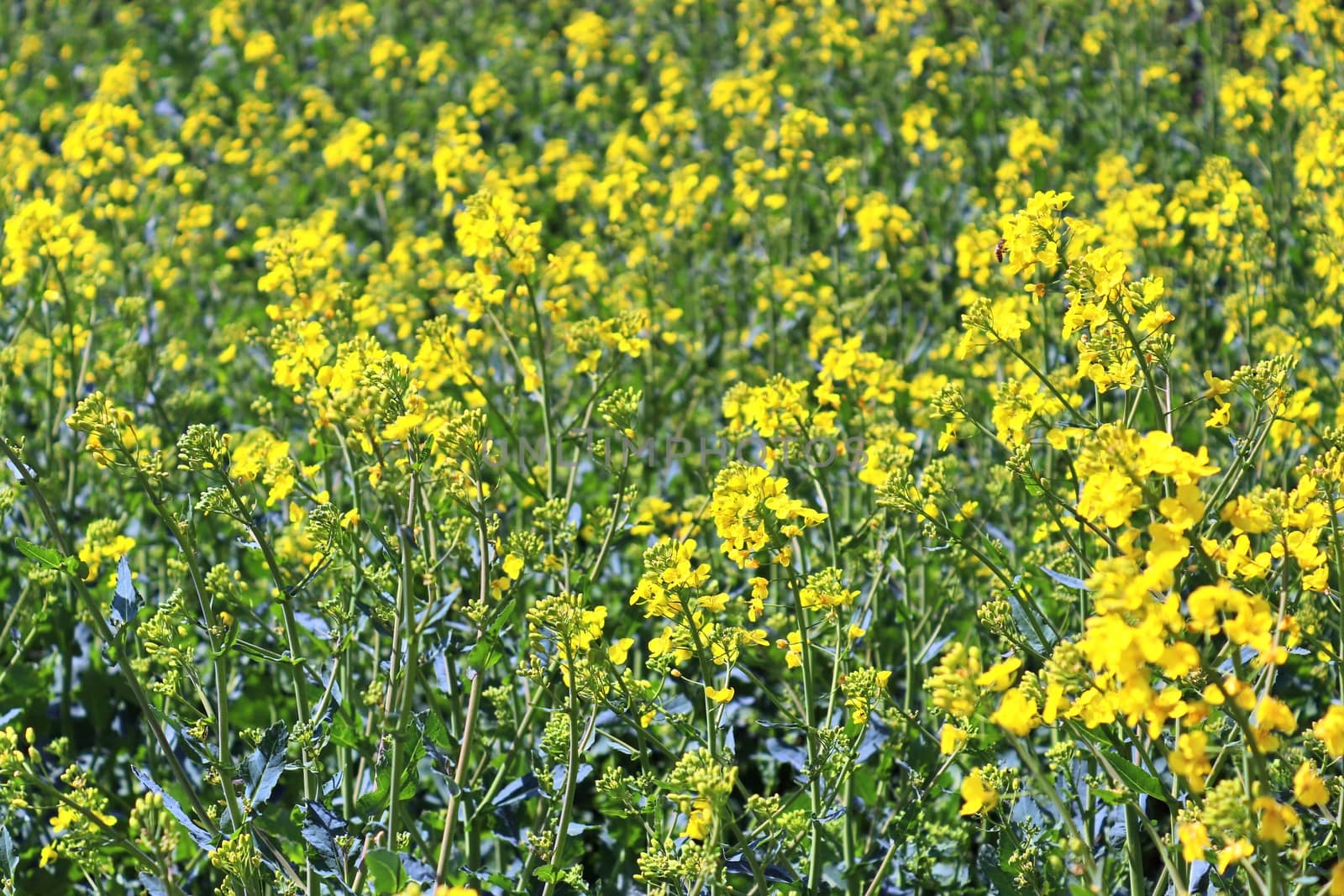 Yellow field of flowering rape and tree against a blue sky with clouds, natural landscape background with copy space, Germany Europe.