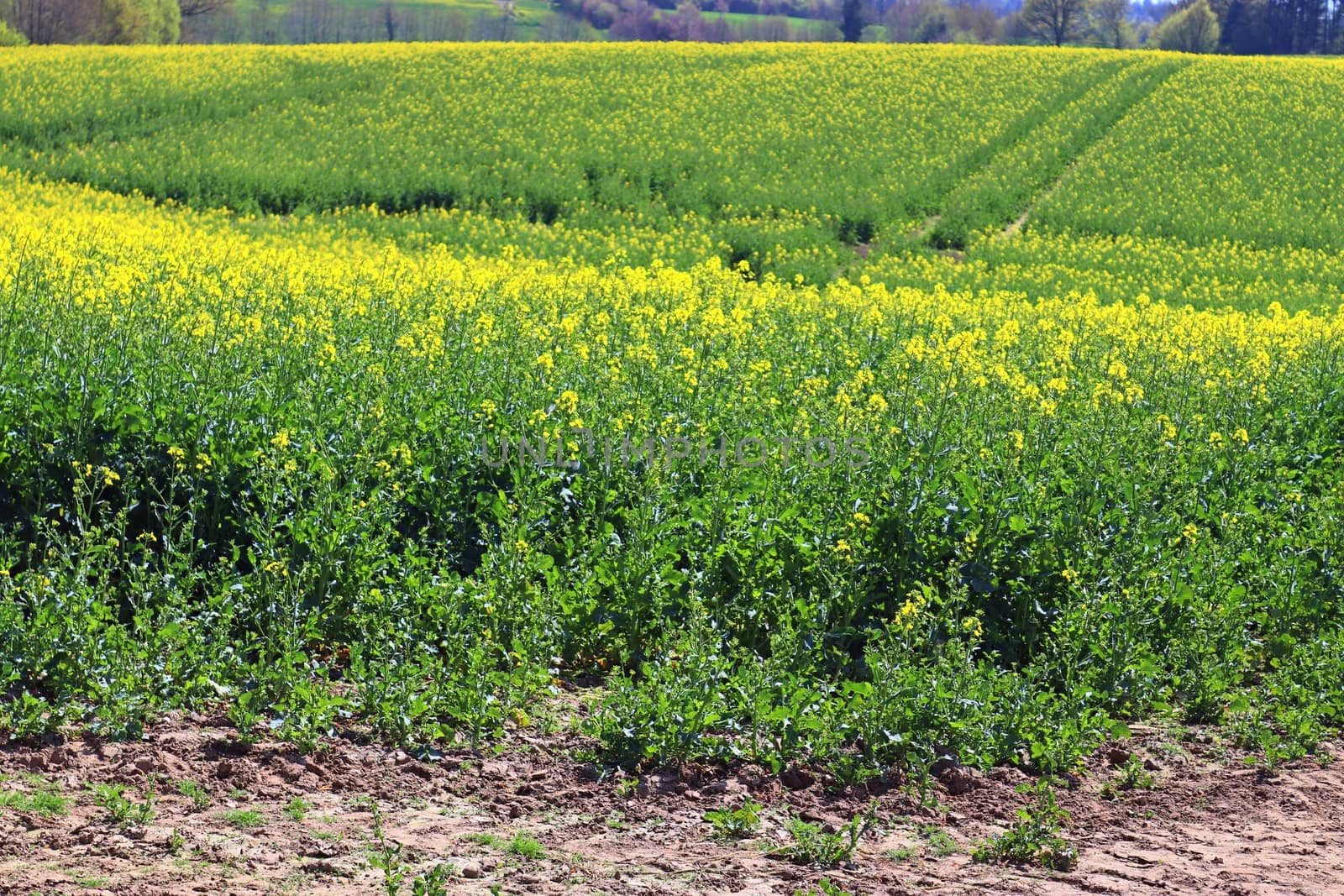 Yellow field of flowering rape and tree against a blue sky with clouds, natural landscape background with copy space, Germany Europe.