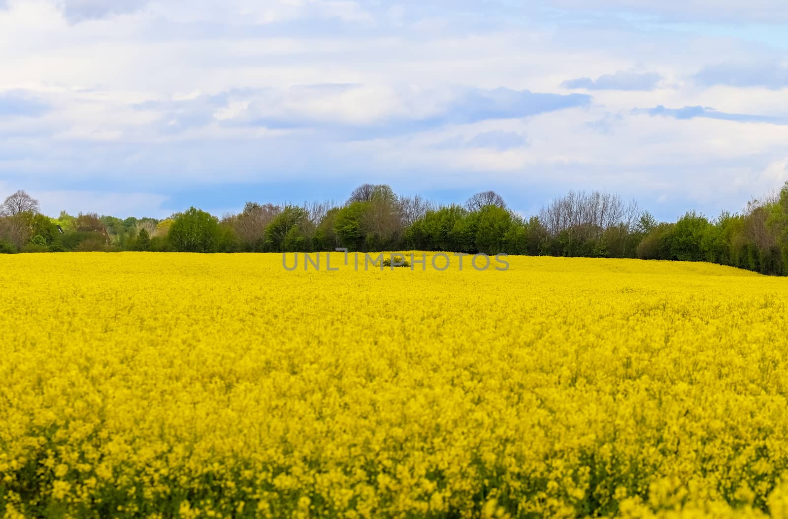 Yellow field of flowering rape and tree against a blue sky with clouds, natural landscape background with copy space, Germany Europe.