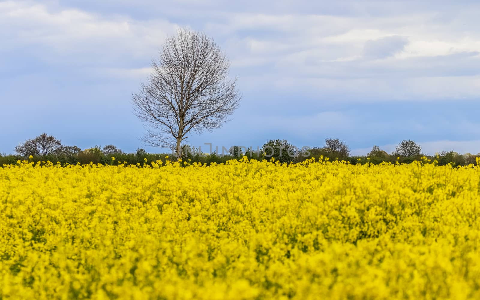 Yellow field of flowering rape and tree against a blue sky with clouds, natural landscape background with copy space, Germany Europe.