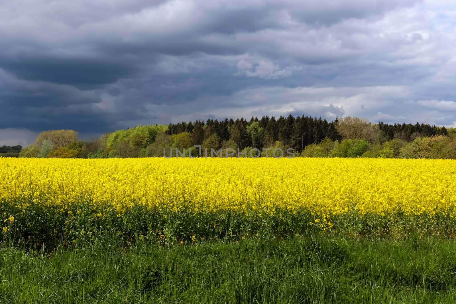 Yellow field of flowering rape and tree against a blue sky with clouds, natural landscape background with copy space, Germany Europe.