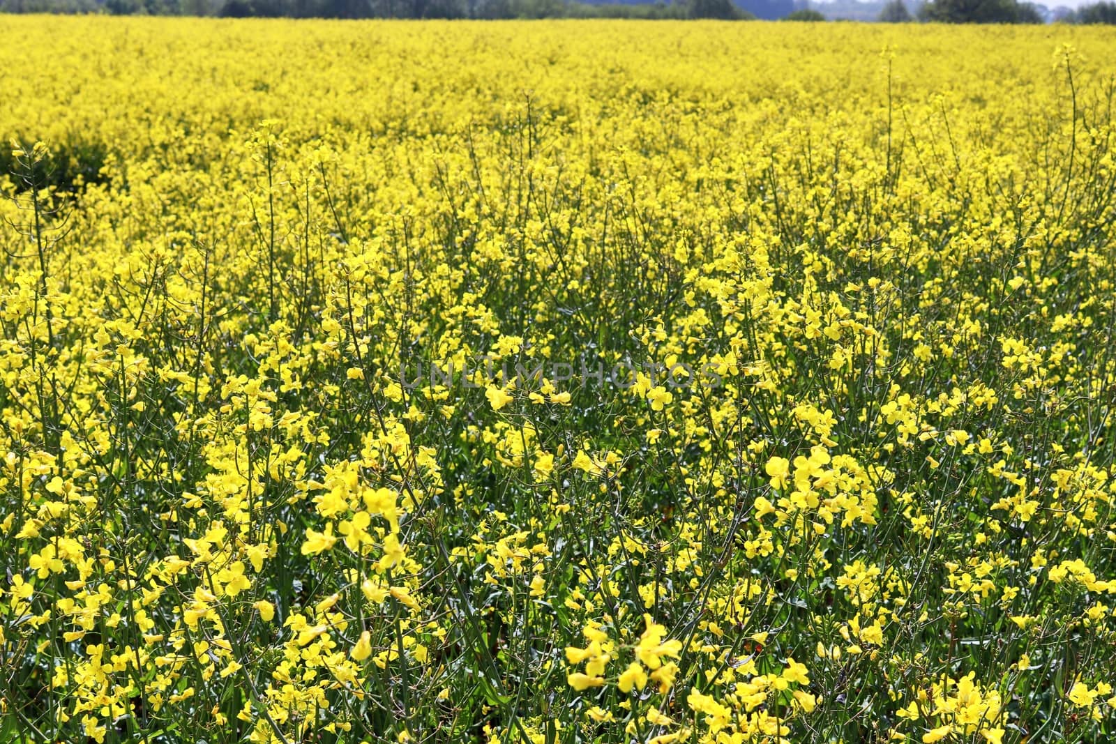 Yellow field of flowering rape and tree against a blue sky with clouds, natural landscape background with copy space, Germany Europe.