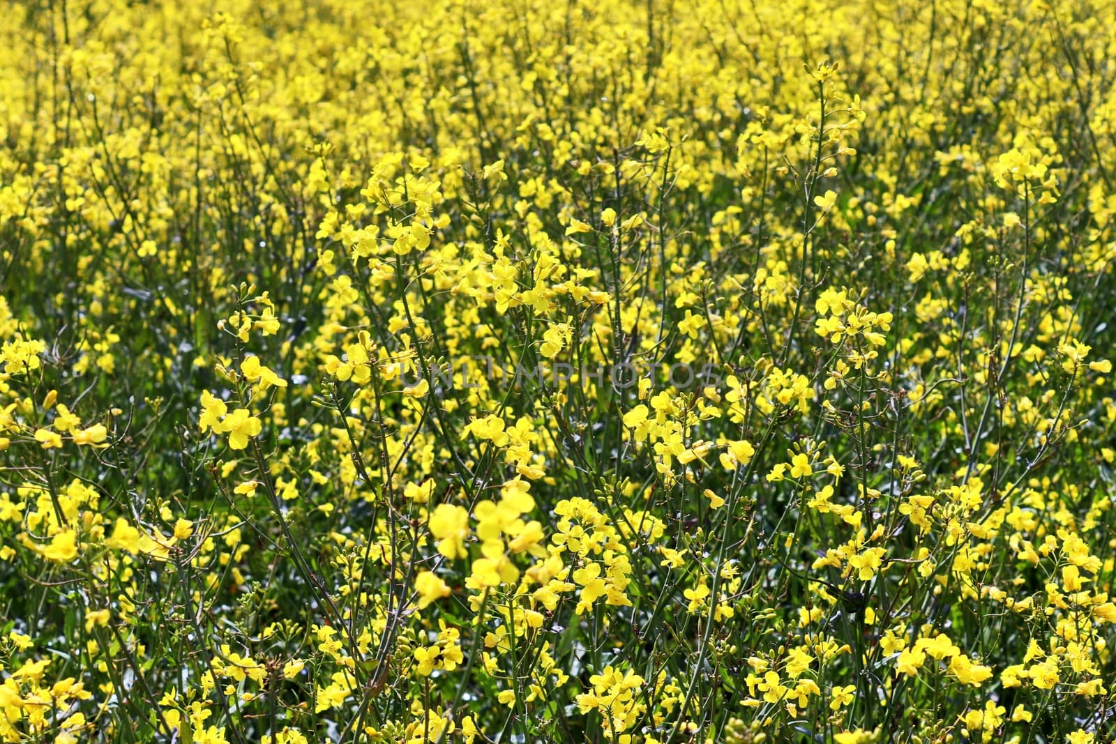 Yellow field of flowering rape and tree against a blue sky with clouds, natural landscape background with copy space, Germany Europe.