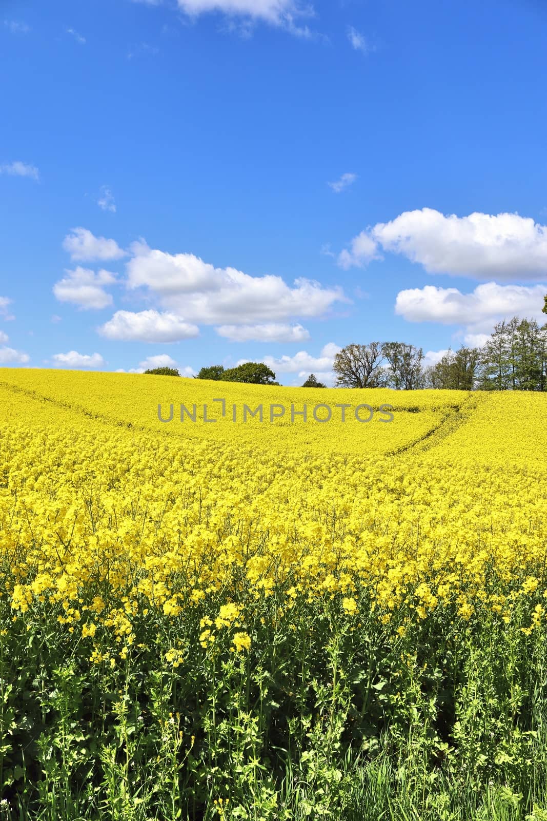 Yellow field of flowering rape and tree against a blue sky with clouds, natural landscape background with copy space, Germany Europe.