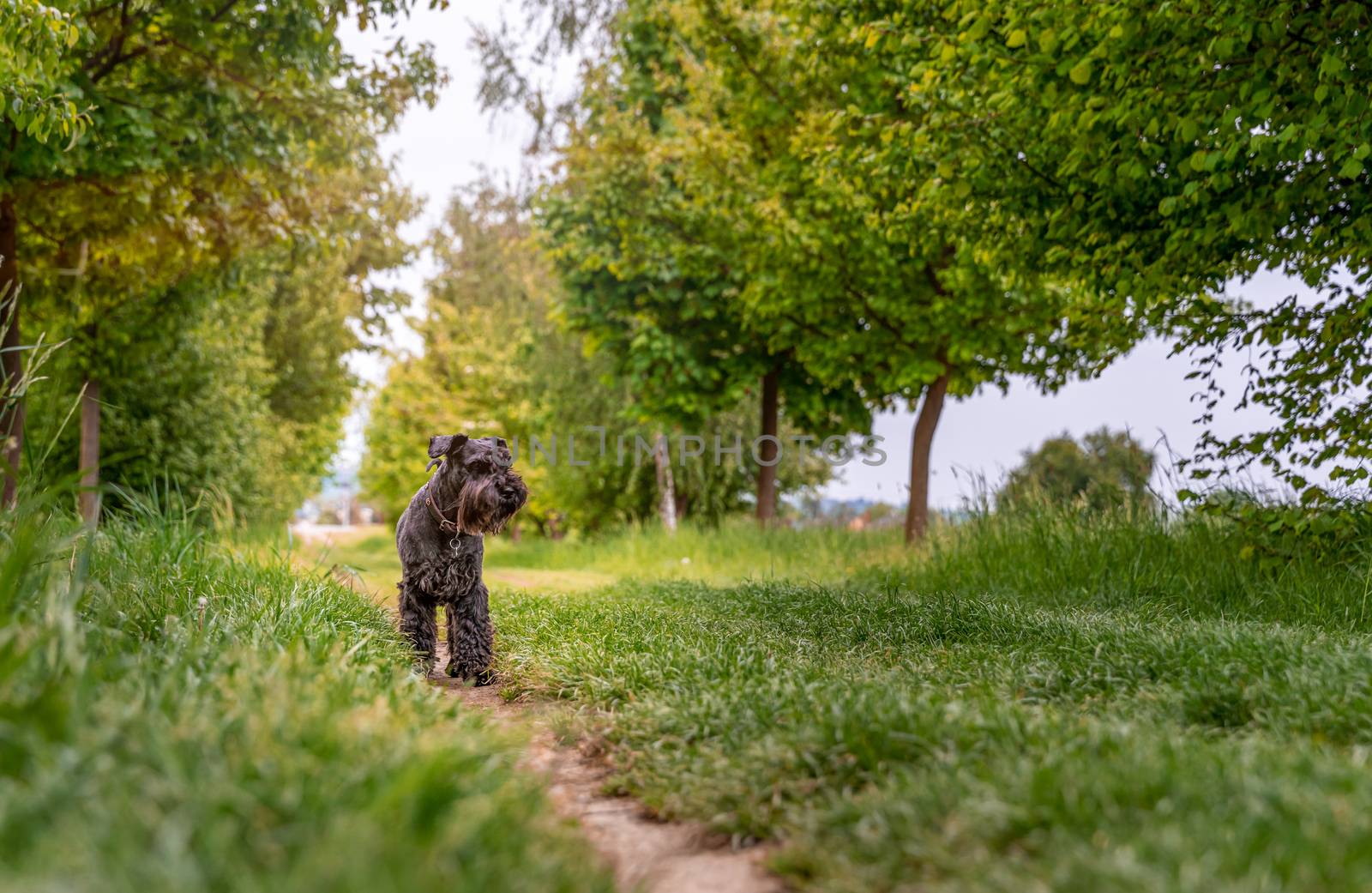 black dog running down the trail, summertime by Edophoto