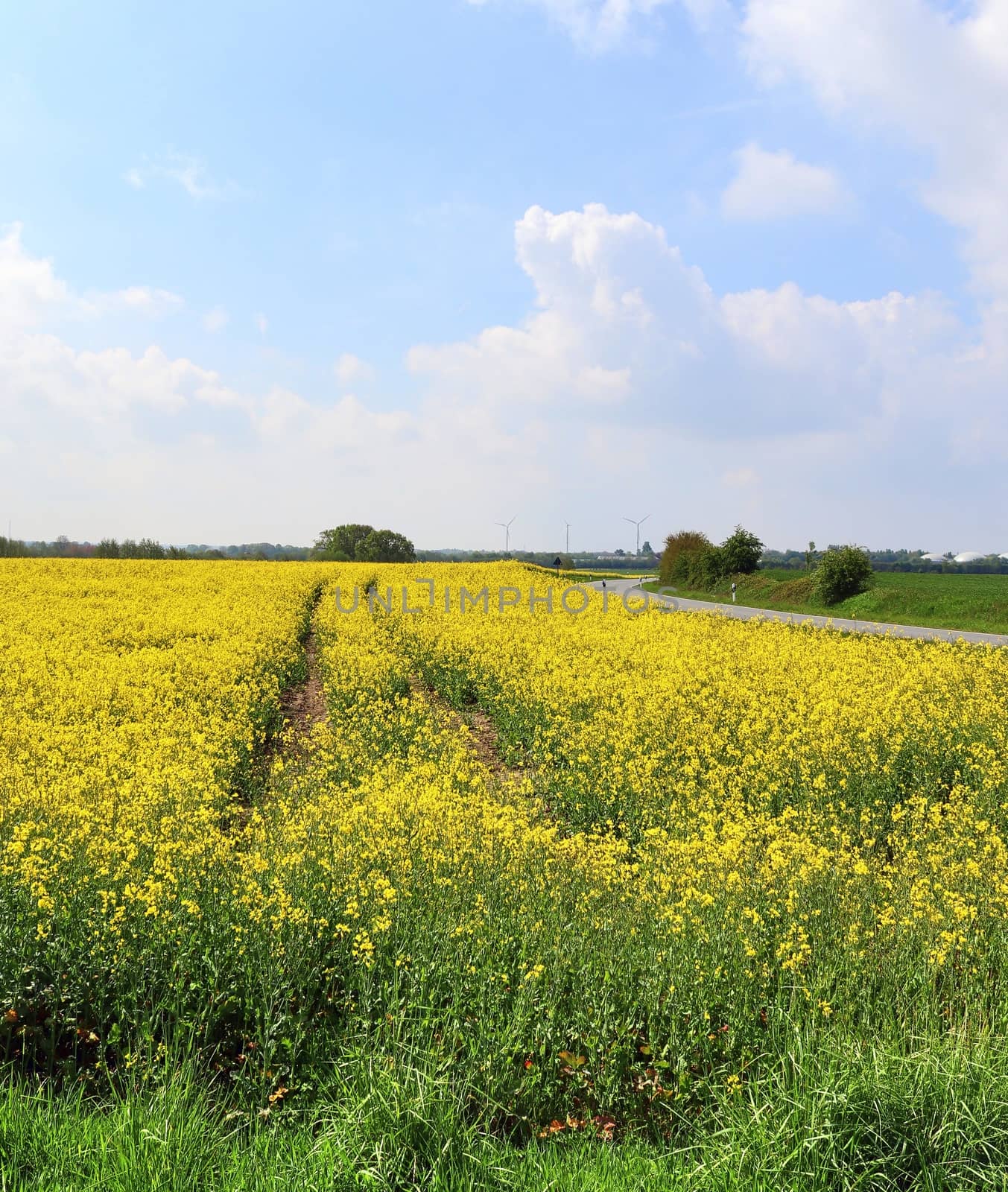 Yellow field of flowering rape and tree against a blue sky with clouds, natural landscape background with copy space, Germany Europe.