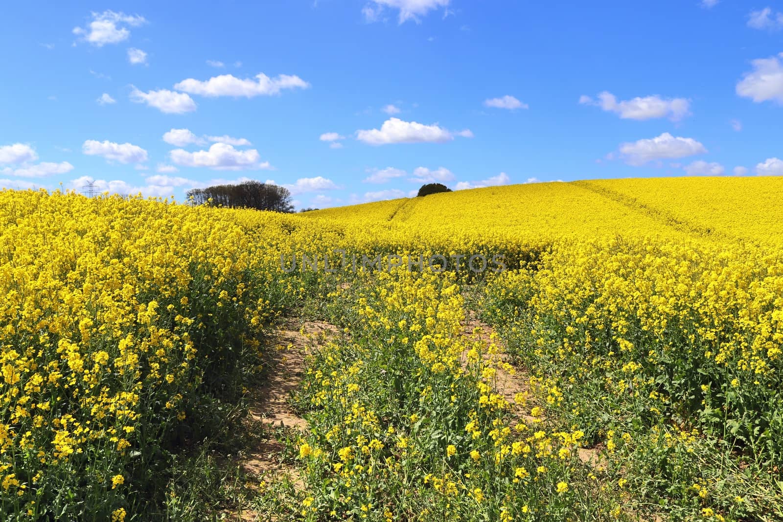 Yellow field of flowering rape and tree against a blue sky with clouds, natural landscape background with copy space, Germany Europe.