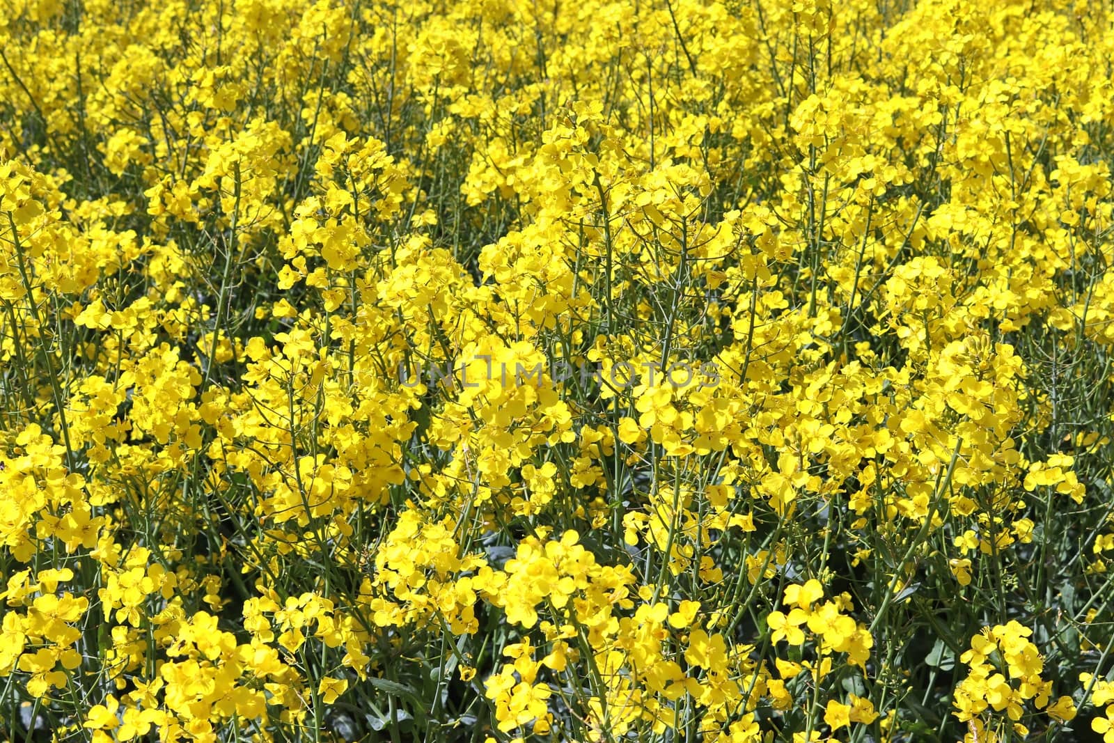 Yellow field of flowering rape and tree against a blue sky with clouds, natural landscape background with copy space, Germany Europe.