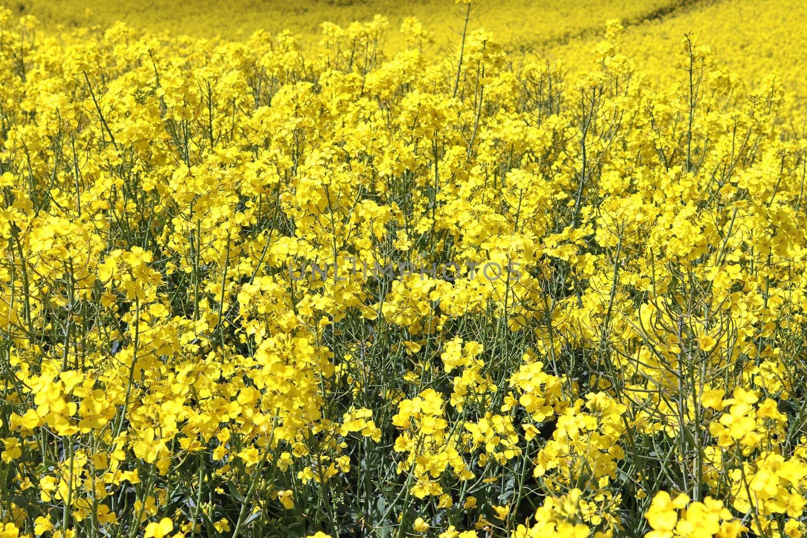 Yellow field of flowering rape and tree against a blue sky with clouds, natural landscape background with copy space, Germany Europe.