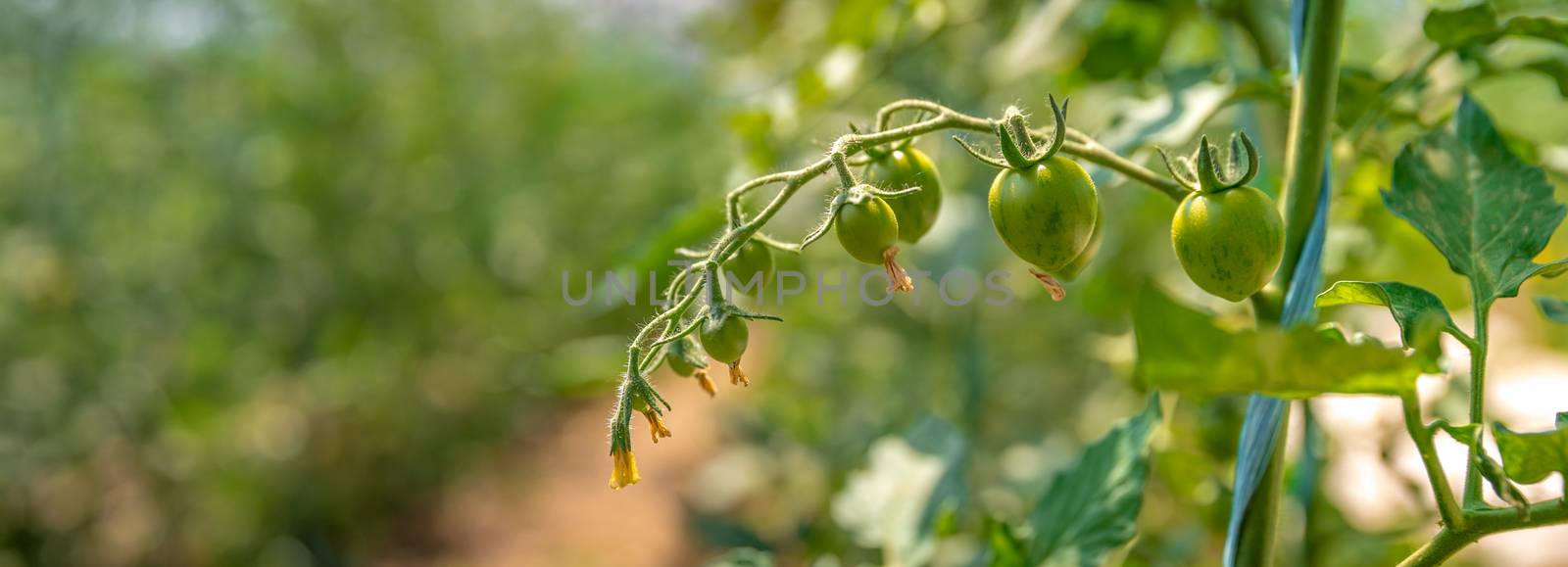 ripening green tomatoes in a greenhouse on an organic farm. healthy vegetables full of vitamins by Edophoto
