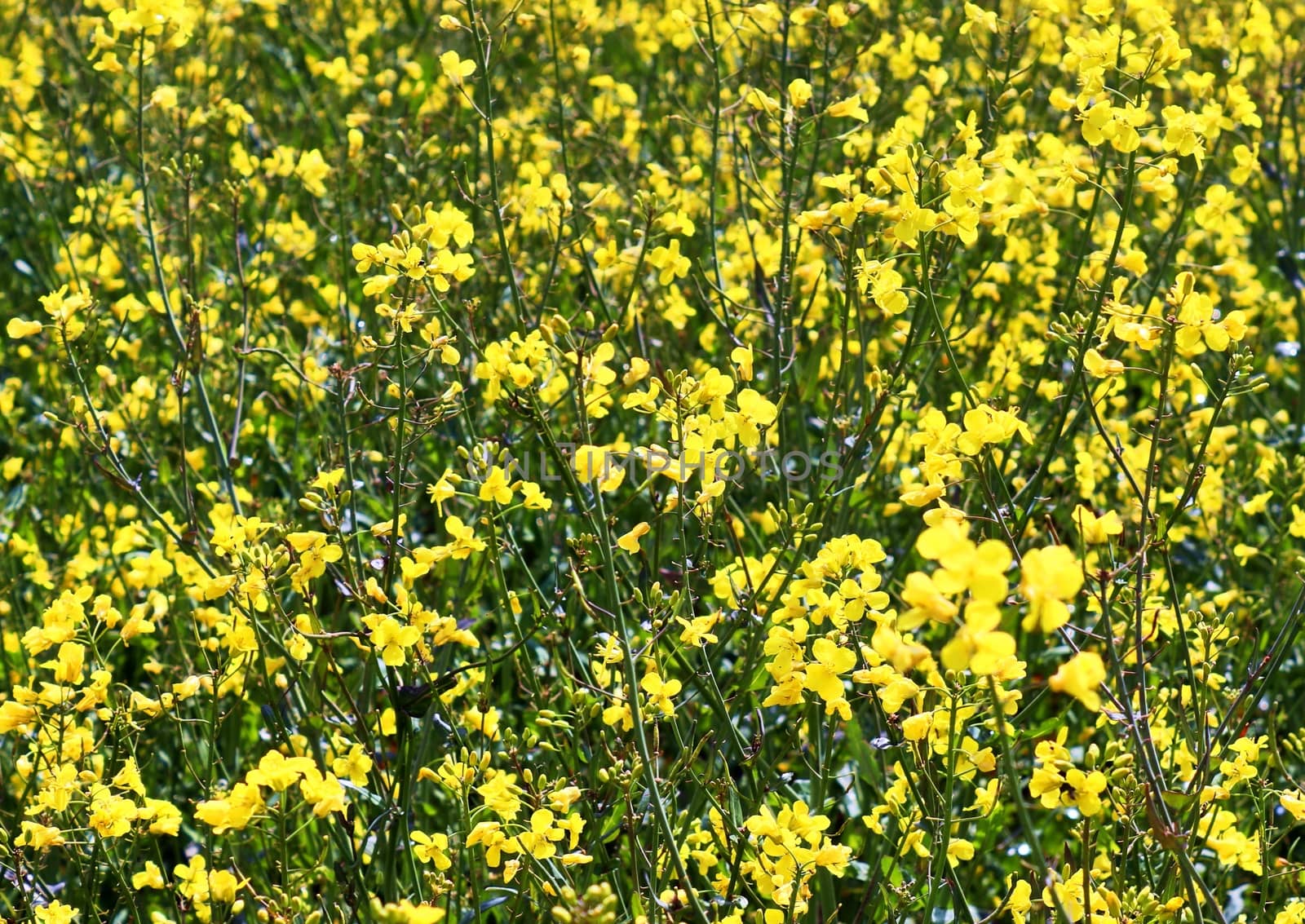 Yellow field of flowering rape and tree against a blue sky with  by MP_foto71