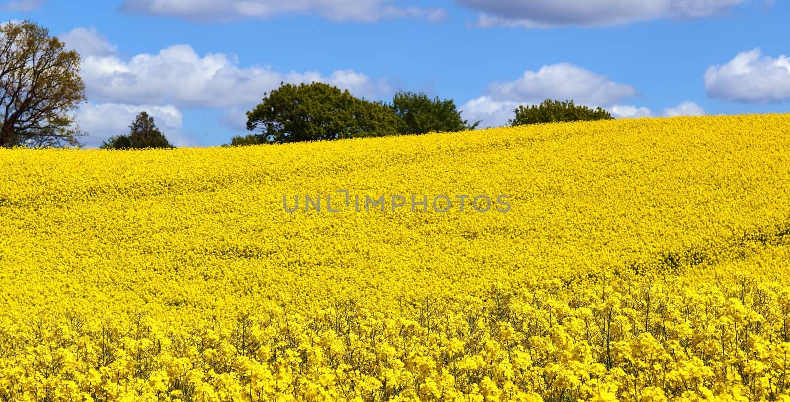 Yellow field of flowering rape and tree against a blue sky with  by MP_foto71