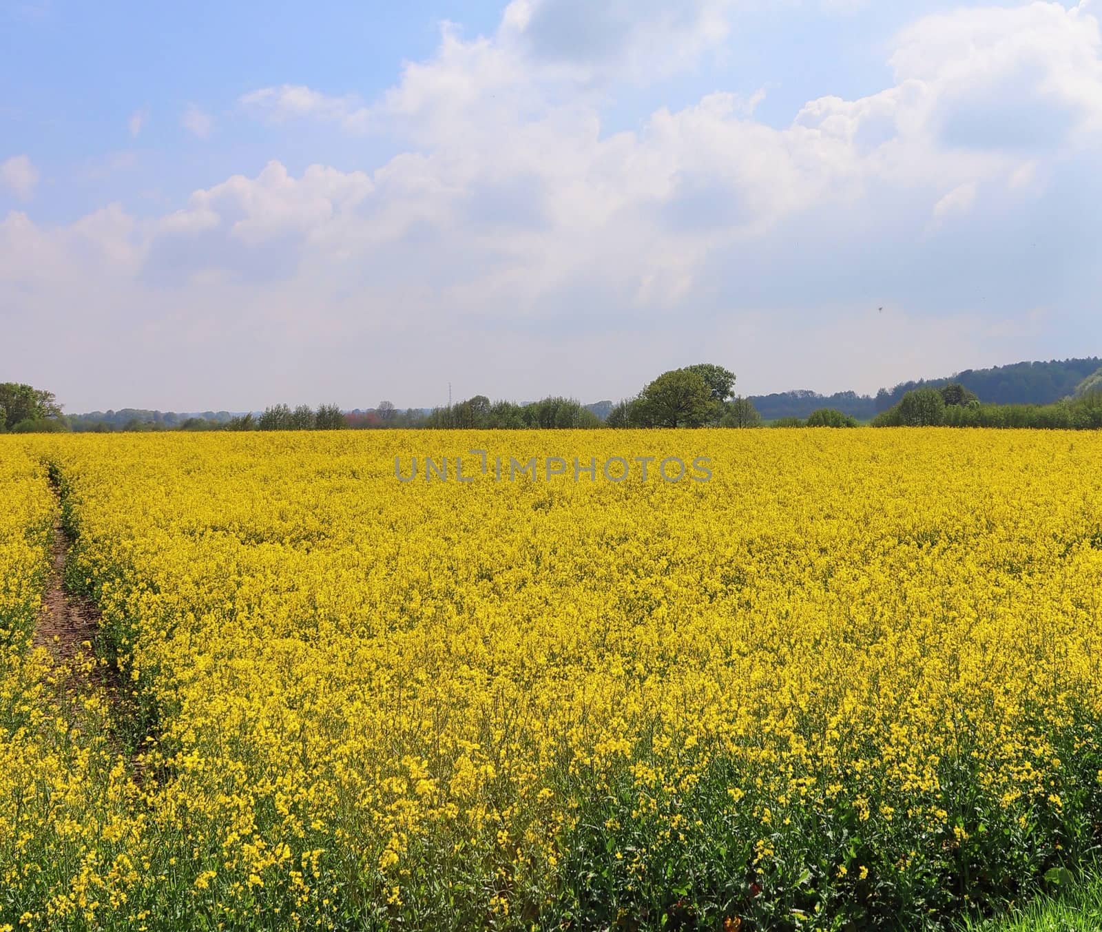 Yellow field of flowering rape and tree against a blue sky with  by MP_foto71