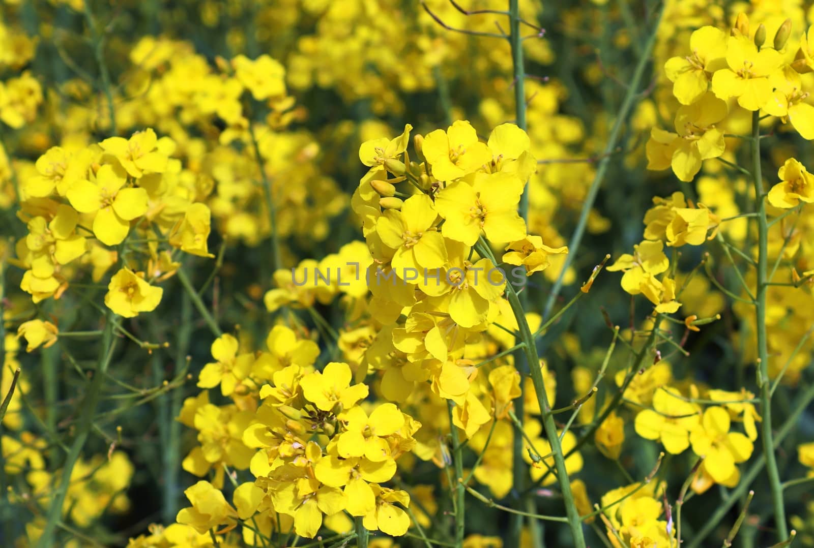 Yellow field of flowering rape and tree against a blue sky with  by MP_foto71