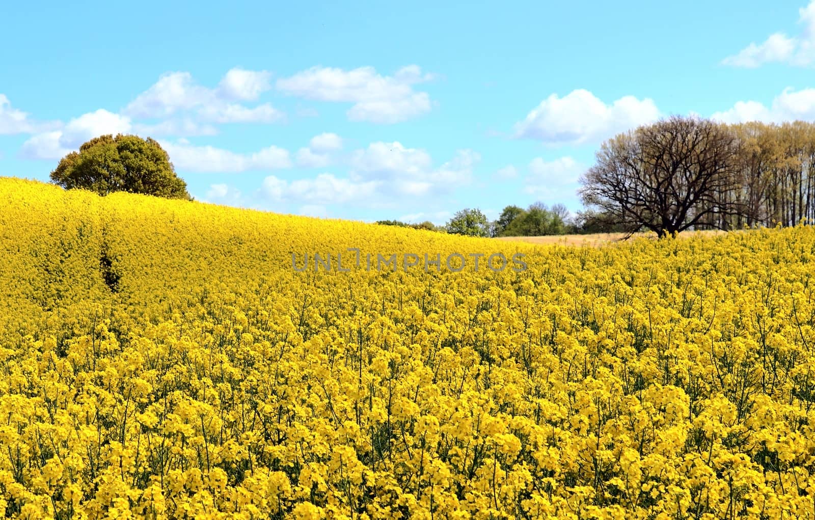 Yellow field of flowering rape and tree against a blue sky with  by MP_foto71