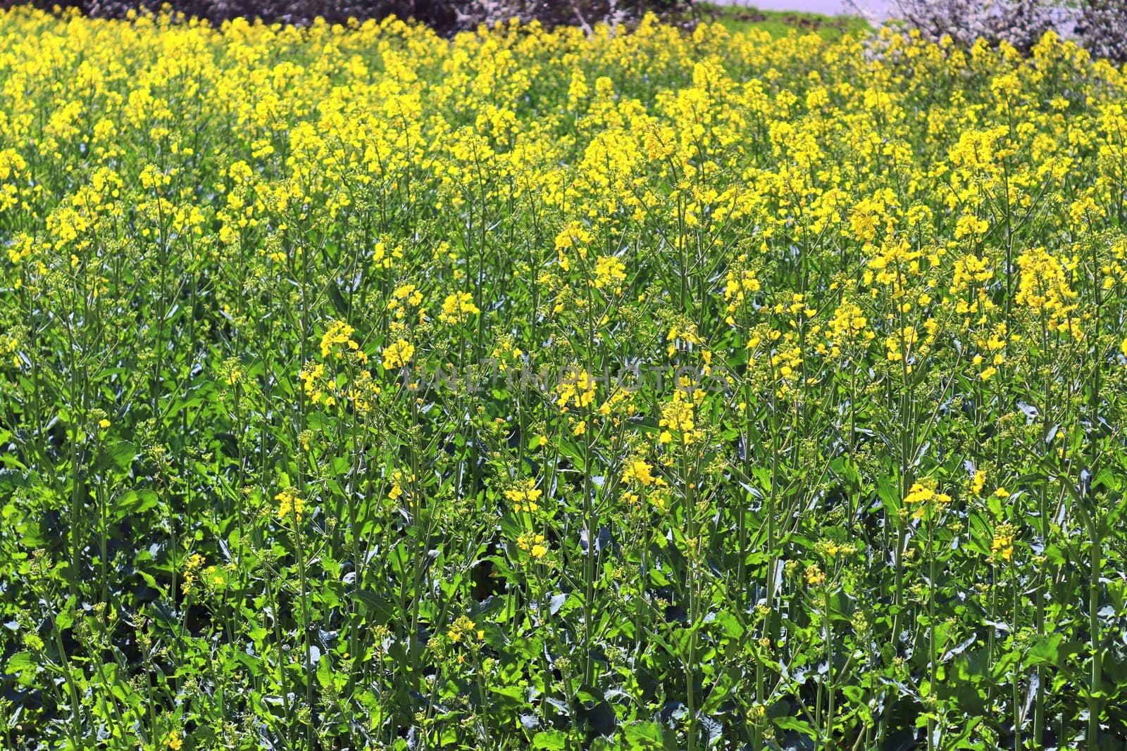 Yellow field of flowering rape and tree against a blue sky with  by MP_foto71