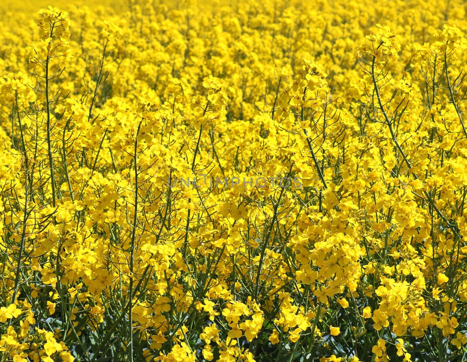 Yellow field of flowering rape and tree against a blue sky with clouds, natural landscape background with copy space, Germany Europe.