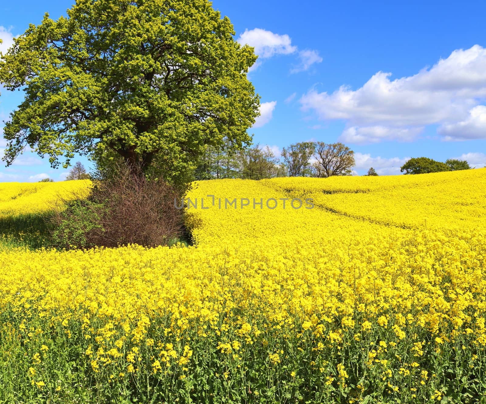 Yellow field of flowering rape and tree against a blue sky with  by MP_foto71